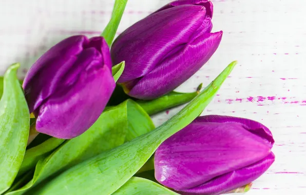 Картинка цветы, букет, фиолетовые, тюльпаны