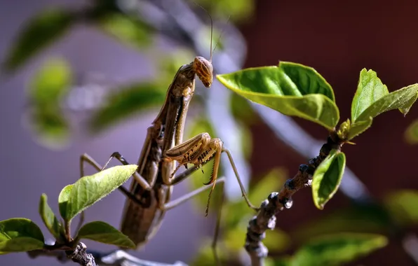 Картинка природа, жук, Mantis religiosa