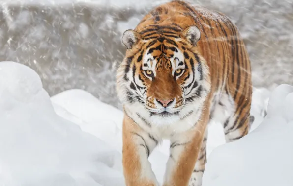Tiger, Snow, feline, Big cat