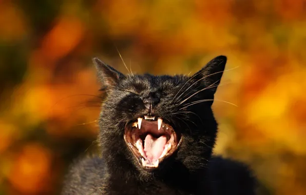 Картинка кошка, кот, фон, пасть, клыки, мордашка, боке, чёрная кошка