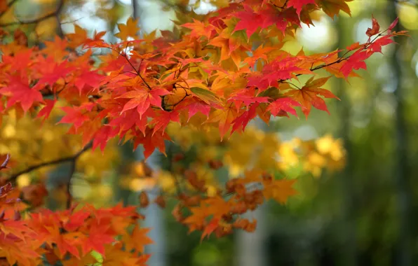 Осень, листья, ветки, дерево, клён