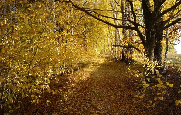 Дорога, осень, листья, деревья, березы, роща