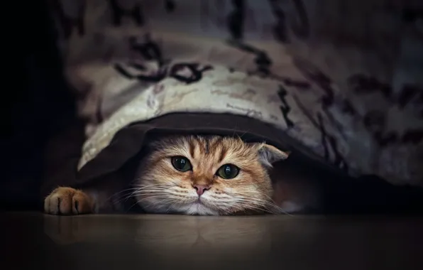 Картинка кошка, уют, дом