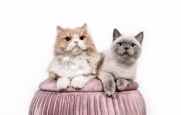 Взгляд, кошки, котенок, серый, коты, две, рыжий, пара