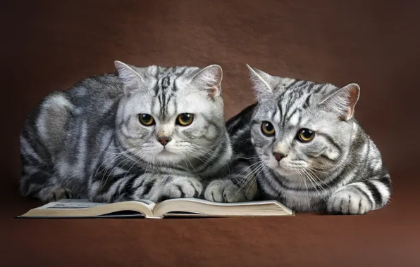 Картинка кошки, книга, парочка