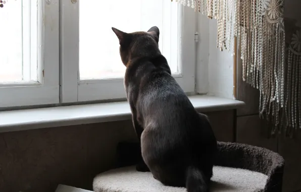 Кот, окно, смотрит в даль
