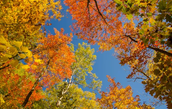 Картинка осень, небо, листья, деревья, крона