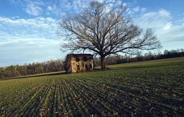 Картинка поле, дом, дерево