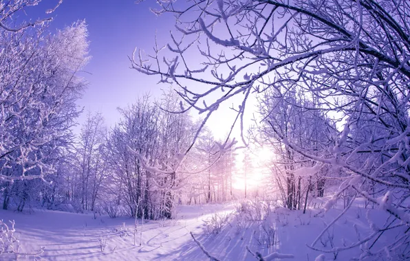 Картинка зима, солнце, снег, деревья, природа