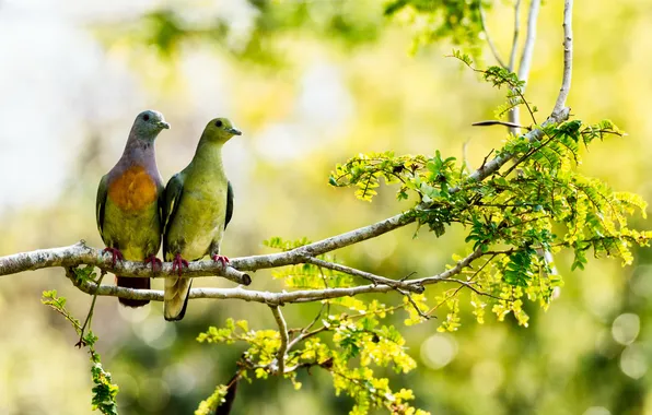 Птицы, природа, дерево