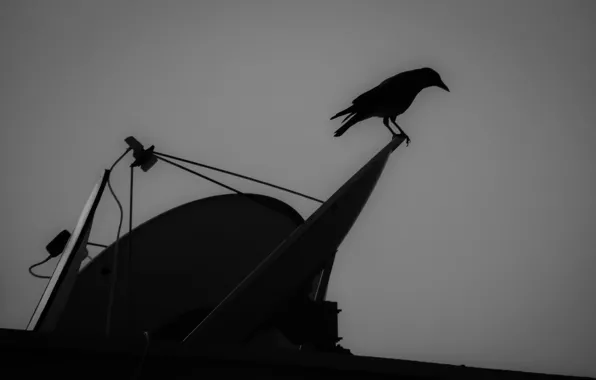 Bird, crow