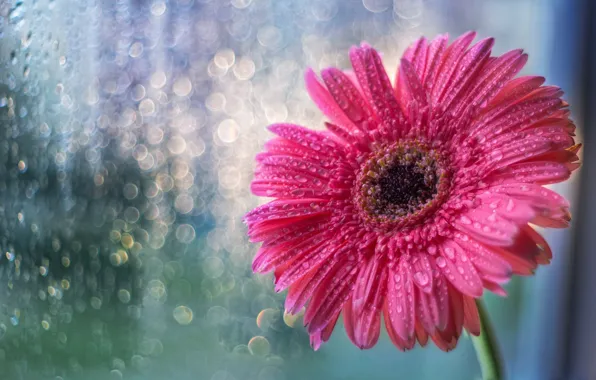 Цветок, стекло, капли, дождь, розовый, окно, flower, pink