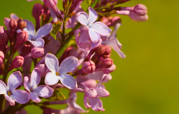 Flower, spring, lilac, twig, blooming