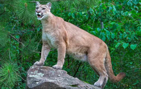 Кошка, взгляд, природа, хищник, пума, animals, nature, predator