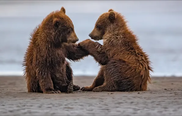 Животные, медведи, дружба, animals, two, friendship, friends, handshake