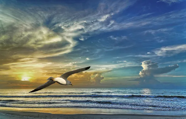 Картинка море, волны, небо, облака, птица, берег, чайка