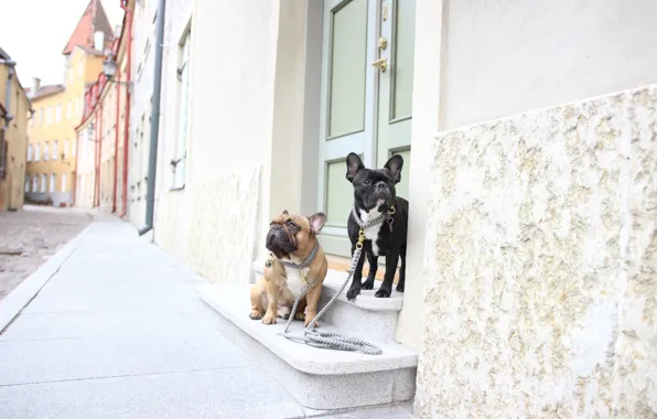 Картинка собаки, улица, прогулка, парочка, Французские бульдоги, поводки