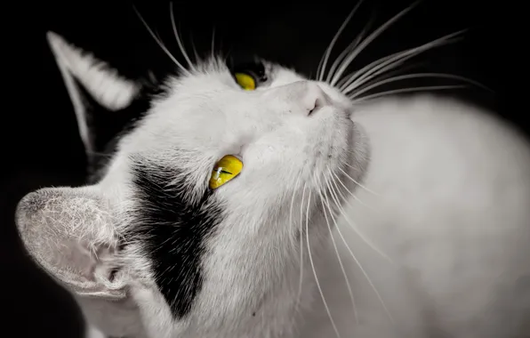 Картинка кошка, глаза, взгляд, желтые, белая, черные пятна