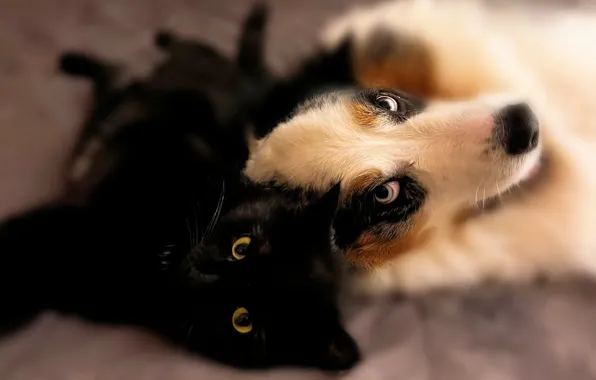 Кошка, кот, взгляд, поза, вместе, черный, собака, размытие