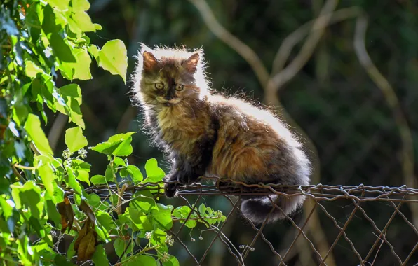 Картинка кошка, листья, забор, пушистый, котёнок, котейка