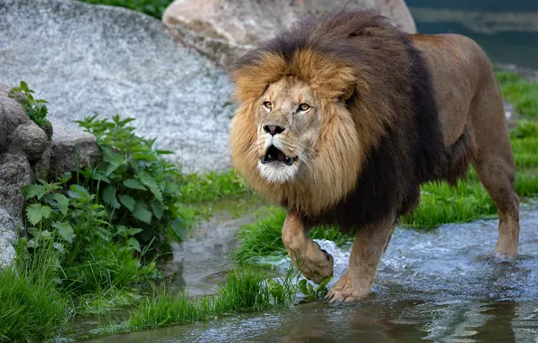 Картинка морда, вода, природа, поза, ручей, берег, лев, пасть