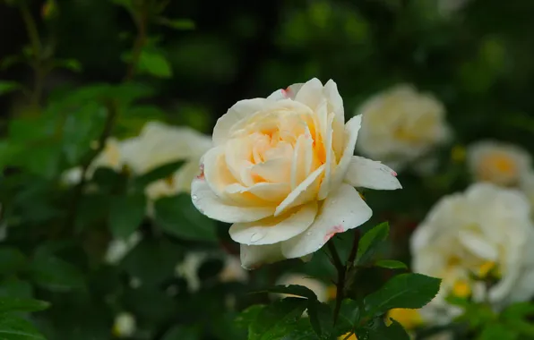 Rose, flower, garden