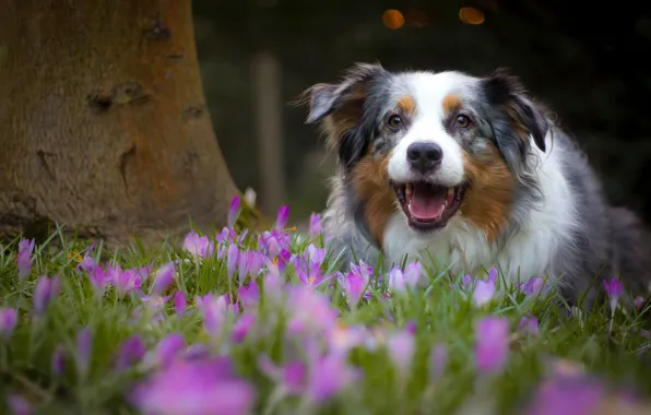 Картинка радость, цветы, настроение, собака, весна, крокусы, Австралийская овчарка, Аусси