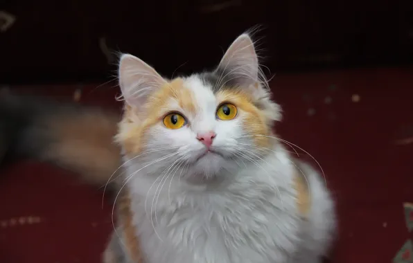 Картинка кошка, взгляд, котейка