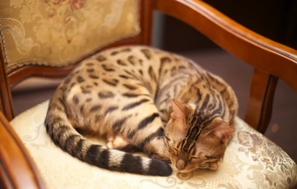 Кот, cat, бенгальский, кот бенгальский