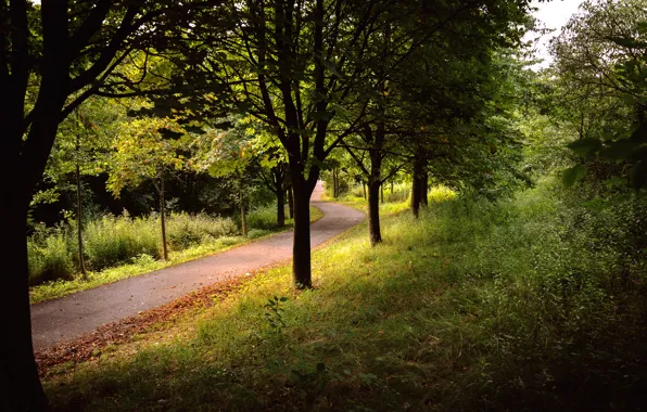 Парк, дорога, день, leaves, Пейзаж, photography, Yelunin Roman, grass