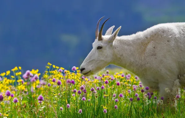 Цветы, природа, рога, Монтана, США, Национальный парк, Глейшер, Скалистые горы