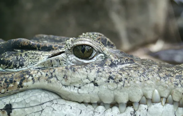 Reptile, alligator, scales