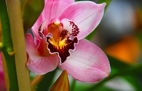 Картинка макро, экзотика, орхидея