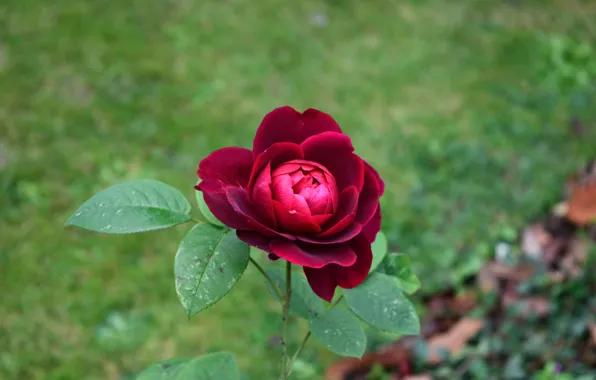 Картинка Боке, Bokeh, Red rose, Красная роза