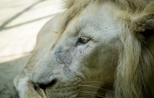 White, nature, lion, animal, mammal, malaysia, sunway, white lion