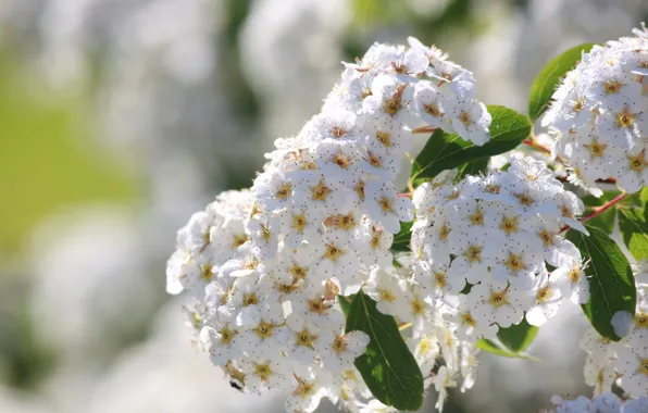 Боке, Bokeh, Белые цветы, White flowers