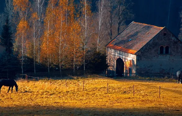 Картинка осень, трава, деревья, природа, дом, лошадь, ель