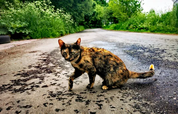 Дорога, деревья, животное, Россия, котёнок, Артём