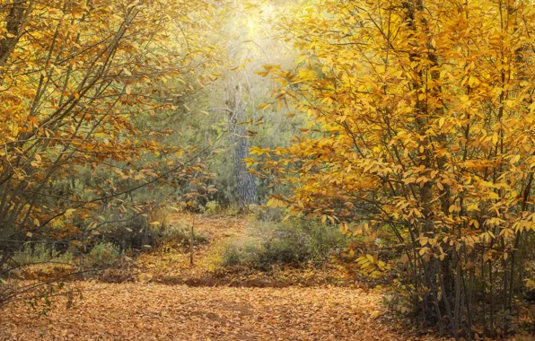 Картинка осень, лес, каштаны