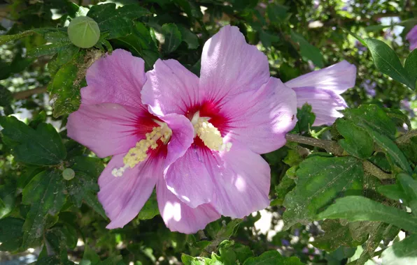 Картинка Макро, Гибискус, Macro, Hibiscus