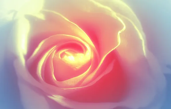 Картинка нежность, роза, белая