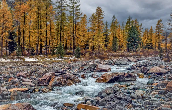 Forest, river, autumn