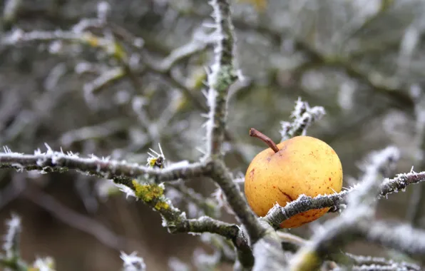 Картинка зима, природа, яблоко