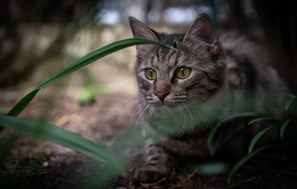 Кошка, трава, кот, взгляд, природа, котенок, серый, сад