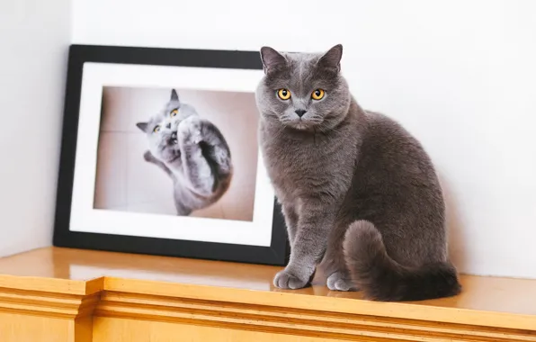 Кошка, кот, взгляд, поза, мордашка