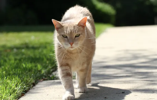 Кошка, кот, прогулка
