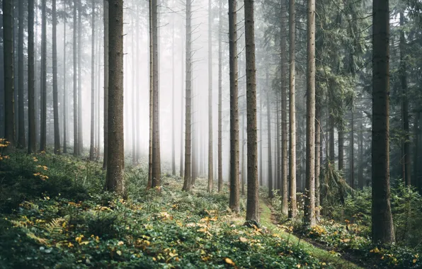 Картинка осень, лес, туман