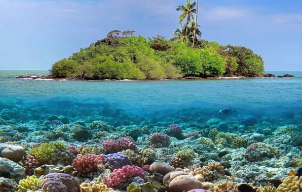 Тропики, океан, остров, кораллы, island, reef, coral