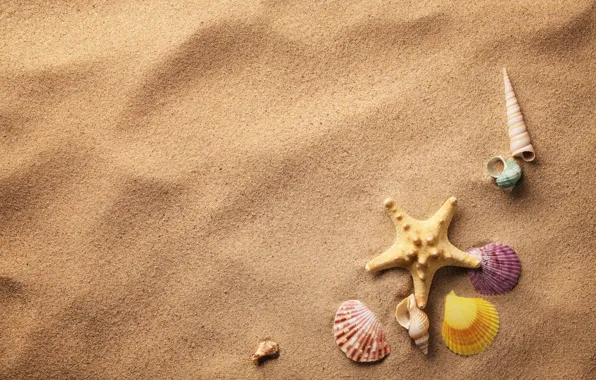 Песок, ракушки, морская звезда, sand, shells, starfish