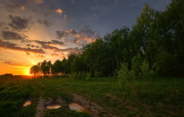 Поле, деревья, закат, лужи, Россия, берёзы